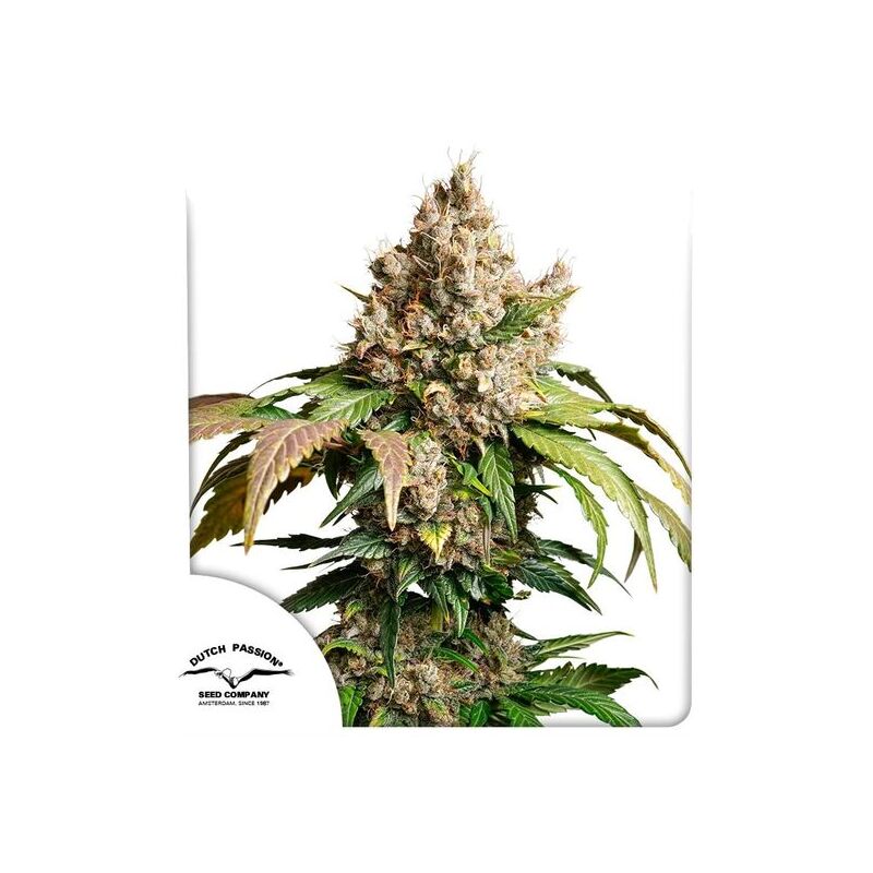 Auto Red Tropicana Cookies, Фасовка: 3